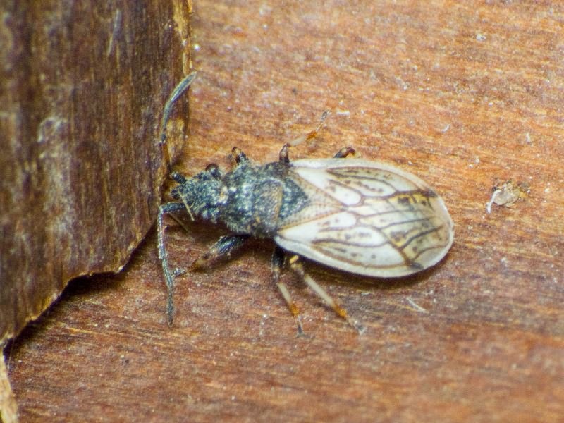 Macroplax preyssleri (Fieber, 1837)
